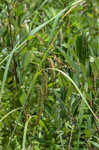 Nodding sedge